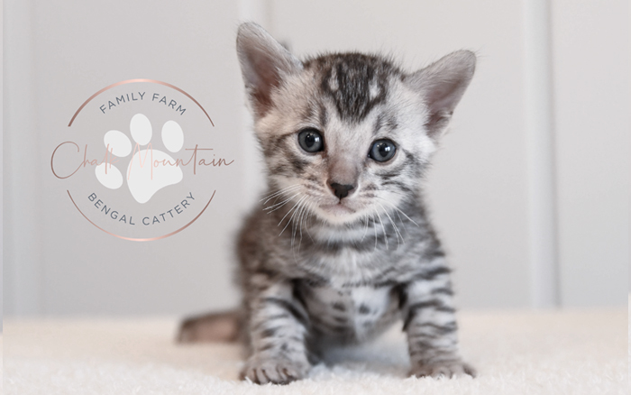 Bengal kitten for sale